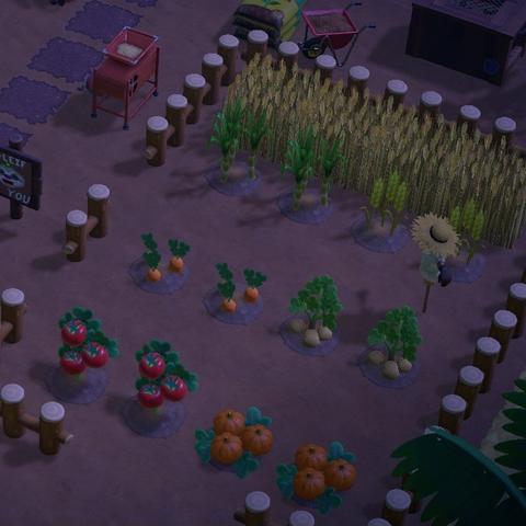 Animal Crossing: New Horizons screenshot. Image shows a small farming area with various produce and a wooden fence around it. There's tall grass in the northeast and a scarecrow in the middle.