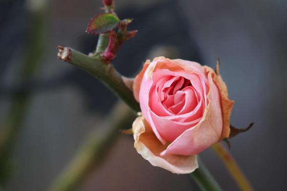 Eine rose farbene Rose so fotographiert, dass die erfrorenen und braunen äusseren Rosenblütenblätter nahezu verdeckt sind.
Matzework