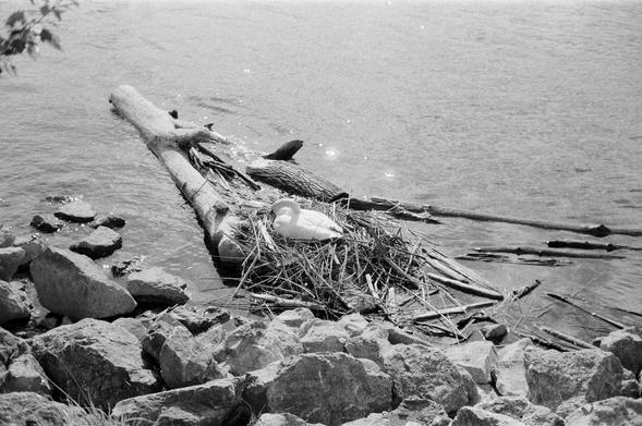 2024/126 - Schwanennest an der Donauinsel.