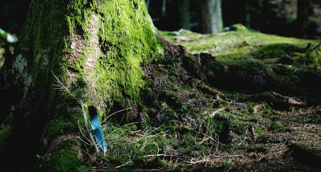 photo - base of a moss-covered tree in a forest