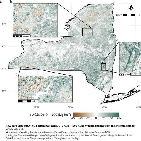 maps - New York State (USA) AGB difference map (2019 AGB - 1990 AGB) with predictions from the ensemble model. a) Statewide scale. b) A mosaic of working forests and Adirondack Forest Preserve land south of Stillwater Reservoir, NYS. c) Allegany River area with a portion of Allegany State Park to the east of the river. d) Forest growth along the border of the Catskill Forest Preserve. Values are capped at ± 75 Mg ha−1 for display.