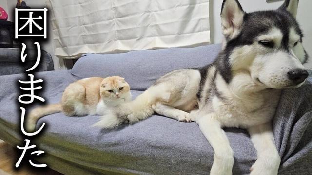 体調を崩したようです...