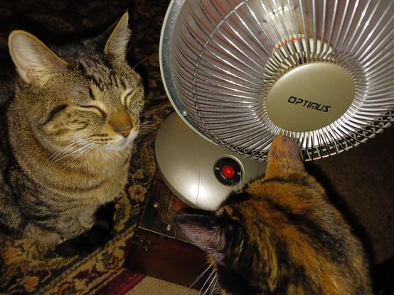 color photo, left,  tabby Wilma face next to heater, eye closed. Calico Betty has ear up to heater