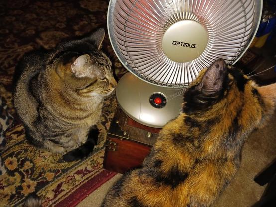 color photo, tabby Wilma left and calico Betty right, both sitting very close to electric heater