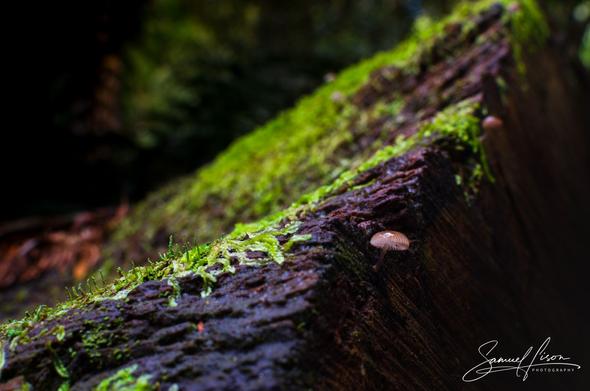 A close-up of a small, translucent mushroom growing on the edge of a moss-covered log in a serene forest, with blurred foliage in the background.