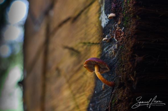 A close-up of a reddish-brown mushroom growing on a weathered wooden surface, with soft focus on the background and earthy textures highlighting the scene.