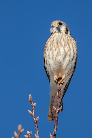 An American Kestrel bird perched at the top of a tree in front of a clear blue sky