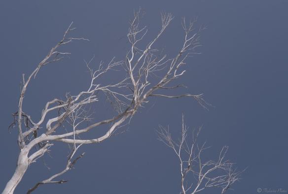 Dead tree branches reach upwards into a surreal blue background, darkened in the early evening.  Sunlight illiuminates the tree brightly against the background sky.