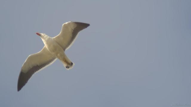 A Pacific Gull glides overhead at left, sunlight glowing from the front of it's wings.  It's almost directly above the camera, flying towards the upper left, feet tucked together under it's tail feathers.  Featureless cornflower blue sky behind.