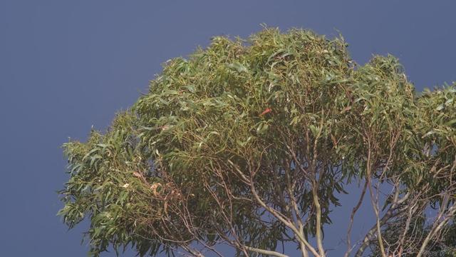Sunlight glows from the top of a gum tree, turning the leaves a golden green in the late afternoon.  Steel blue sky behind.