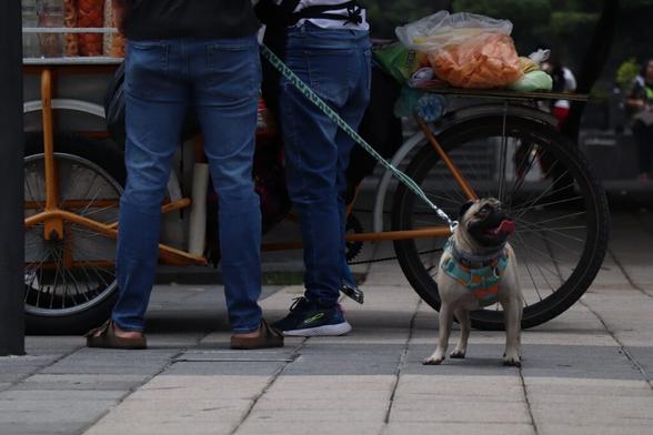 perrito pug junto a carrito de chicharrones