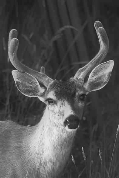 A close-up portrait of a male deer featuring distinctive antlers. The deer is positioned slightly to the side, showcasing its sharp facial features, including alert eyes and textured ears. The background is a soft blur of grass and plants, contributing to a natural atmosphere. Black and white photo.