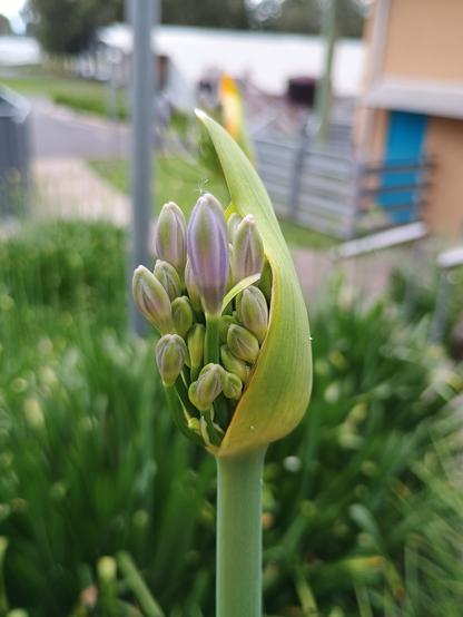 A close up of a blooming purple agapanthus.