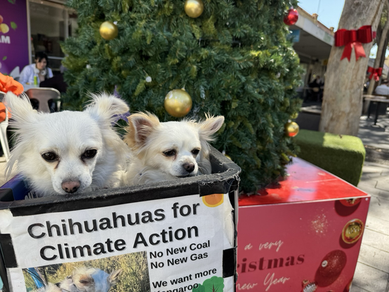 Two chihuahuas in front of a 2m high plastic Christmas tree in Coburg mall. The dogs don’t look happy.