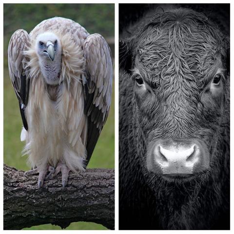 le-combat-controverse-d-un-condor-contre-un-taureau.