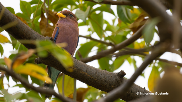 Broad-billed Roller ©️ Inglorious Bustards