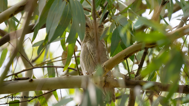 White-faced Scop’s Owl ©️ Inglorious Bustards