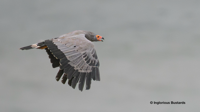 African Harrier-Hawk ©️ Inglorious Bustards