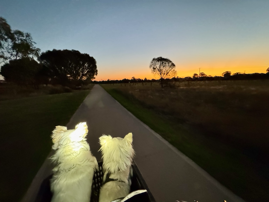 Two chihuahuas under the e-bike headlight watching the orange colours of the sunset on the Merri Creek Trail