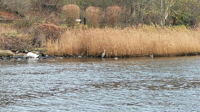 Das Bild zeigt einen ruhigen Fluss mit einem Ufer, das von hohen, trockenen Schilf bedeckt ist. Am Ufer stehen zwei weiße Schwäne, und im Wasser steht ein Graureiher. Im Hintergrund befinden sich Bäume und Sträucher. Das gesamte Bild vermittelt ein Gefühl von Ruhe und Natur.