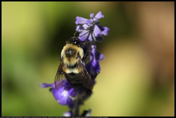 A Common Eastern Bumble Bee (Bombus impatiens) on a Salvia farinacea flower in Norman, Oklahoma, United States on October 6, 2024.