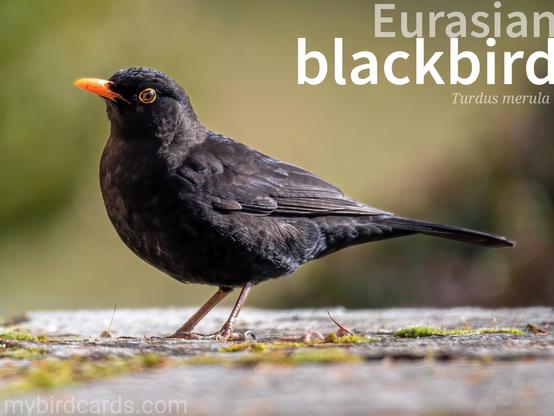 🌍🌏 Eurasian blackbird (Turdus merula)

The male Eurasian or Common blackbird (pictured) is a striking sight with its glossy black plumage, bright yellow bill, and distinctive yellow eye ring. Females are a more subdued brown with paler underparts. These adaptable birds thrive in a variety of habitats, from woodlands and parks to gardens and urban areas. They are known for their melodious song, often heard in the early morning and evening. Blackbirds are omnivorous, feeding on worms, insects, fruits, and berries. They are territorial, particularly during the breeding season, and will defend their nesting sites fiercely. GG 2024 (Edited)

Conservation status: Least Concern (IUCN 3.1) 

📷: Photo by fotoblend via Pixabay 

GSBZ