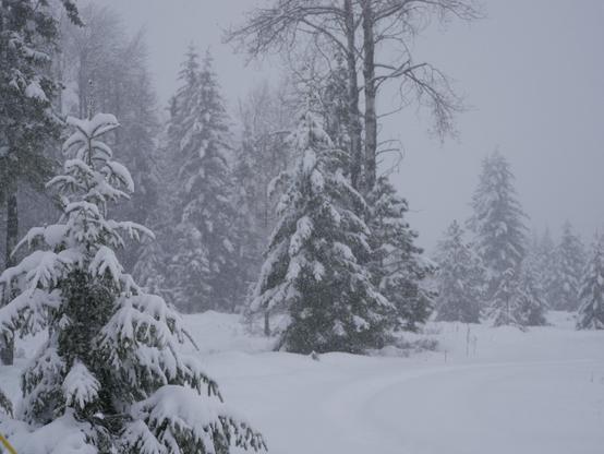 a foggy morning with fresh snow draped trees and a curved path in foreground