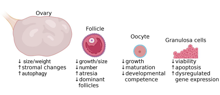 A graphic summarizing the effects of heat stress on the mammalian ovary (decreased size/weight, increase stromal changes, increased autophagy), follicle (decreased growth/size, decreased number, increased atresia, and decreased dominant follicles), oocyte (decreased growth, decreased maturation, and decreased developmental competence), and granulosa cells (decreased viability, increased apoptosis, and increased dysregulated gene expression).