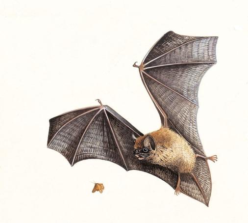 A pipistrelle bat chasing a moth.
