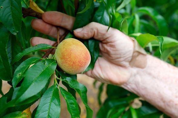 photo - Jim Markley, the owner of CJ Orchards Farm in Rutledge, holds a single fortunate Muscogee 'saved' peach that managed to endure the initial warm temperatures of the year in 2023.