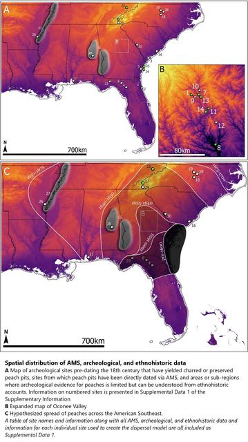 maps - spatial distribution of AMS, archeological, and ethnohistoric data.