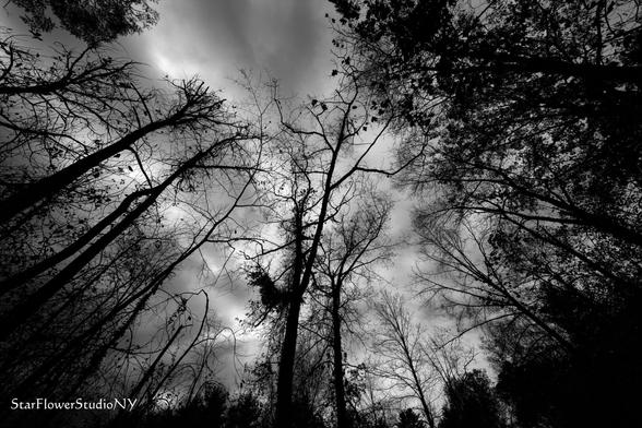Tree canopy