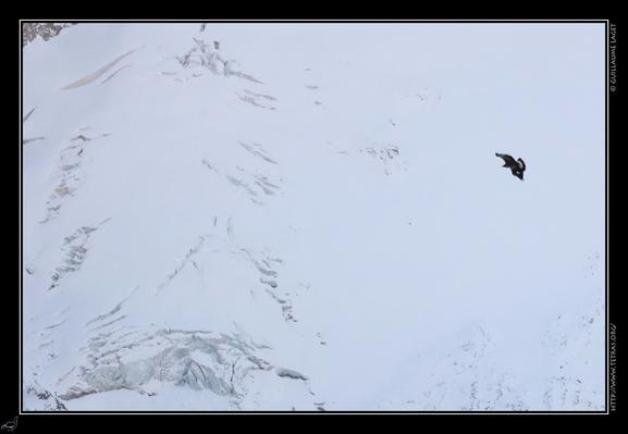 aigle devant un glacier