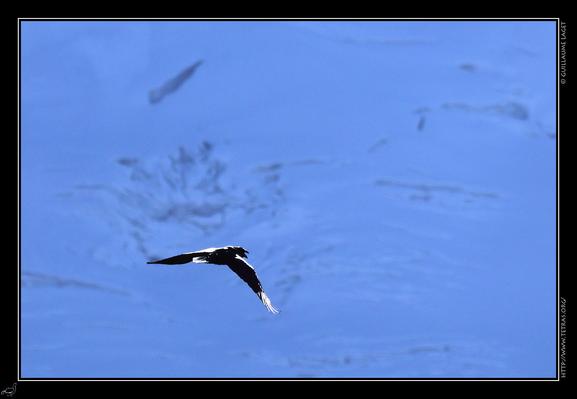 corbeau devant un glacier