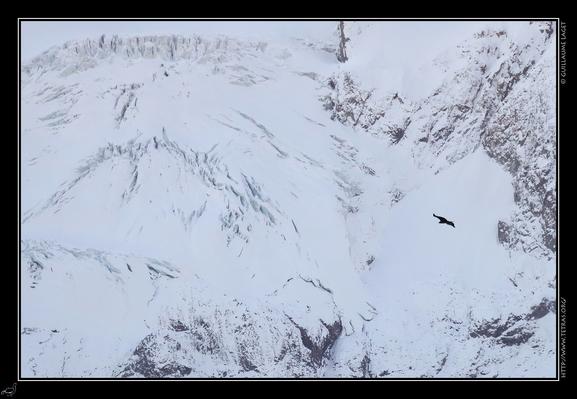 aigle devant un glacier