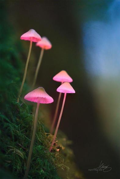 White capped fungi on long, tender stems rising upwards from a mossy tree root.
Strategically lit from below it looks as if they were glowing bright barbie pink.