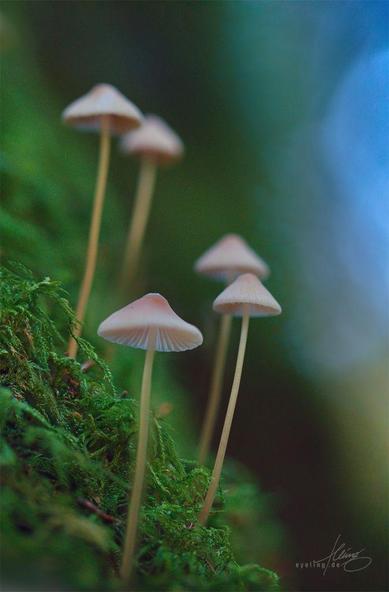 Same scene, but without artificial lighting. Beige mushrooms and blurred blue sky background are more noticeable