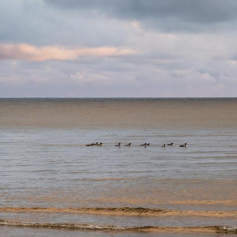 Fall colors. Water and sky. With ducks paddling past.