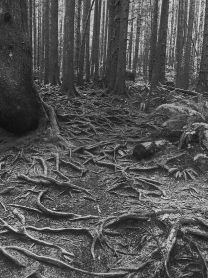 A forest scene in black and white, featuring prominent tree roots twisting across the ground. Tall trees rise in the background, creating a dense woodland atmosphere. The ground is bare except for roots and patches of ferns.