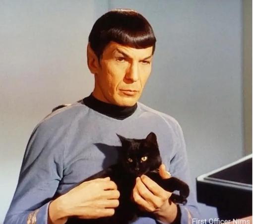 Still I found online from Star Trek the Original Series episode with Spock in his blue uniform holding a sleek little black kitty and stroking her with one hand.