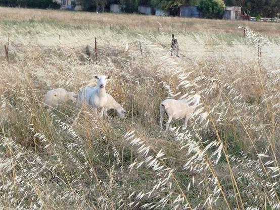 A female sheep (ewe) with ears pricked, looking at you from a long grass paddock, large triplet lambs round her - 2 at the back & 1 on her right