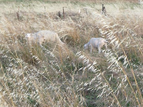 A female sheep (ewe) with her head down grazing green grasses a long grass paddock, large triplet lambs round her - 2 at the back & 1 on her right .