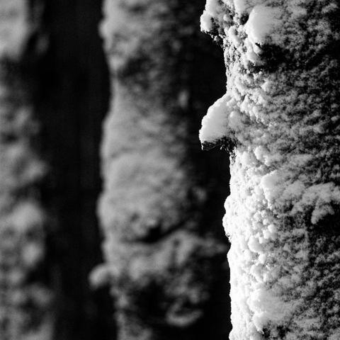 Detail of three tree trunks covered by snow.