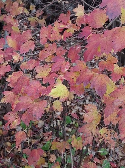 Leaves