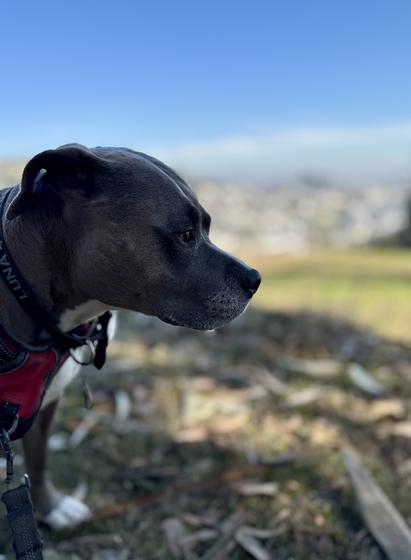 Dog sniffing in park