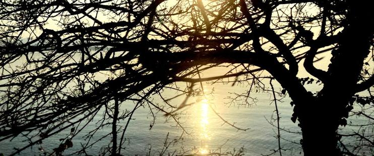 A tree at sunset photographed from the train on the Bodendsee in Southern Germany