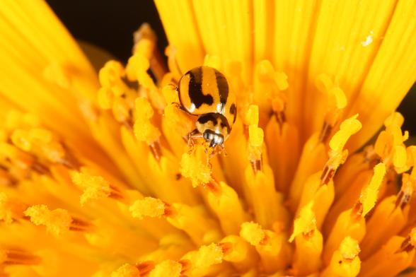 Orange lady beetle with a black longitudinal stripe on each of the elytra, each end of the stripe having a 'hook', eating pollen out of a bright yellow flower