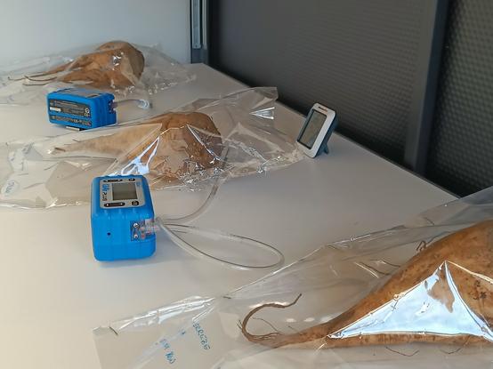 A shelf with three plastic bags, each containing a sugar beet. Two of the bags are connected to small blue pumps that are used for sampling the air inside the bag for volatile substances.