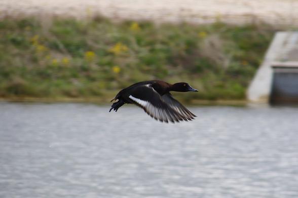 In the photo, a migratory duck flying over a lake.