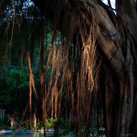Light illuminates patches of vine.